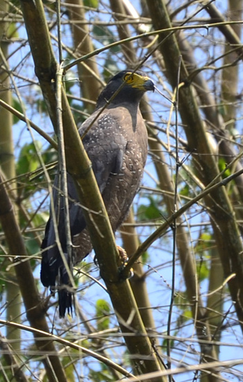 serpent eagle