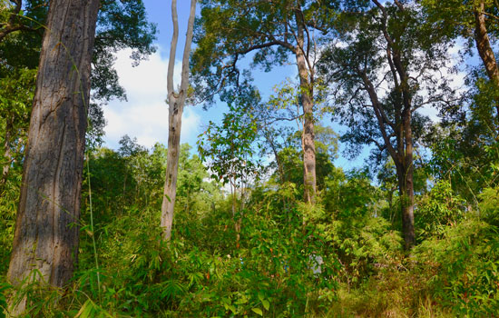 Koh Pong trekking ratanakiri