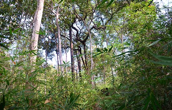 jungle trekking ratanakiri 3D 3